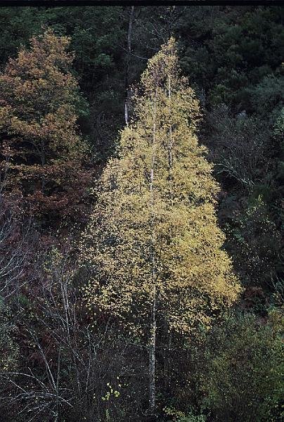 Betula alba